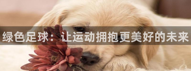 绿色足球：让运动拥抱更美好的未来
