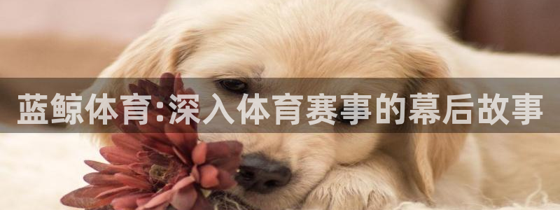 蓝鲸体育:深入体育赛事的幕后故事