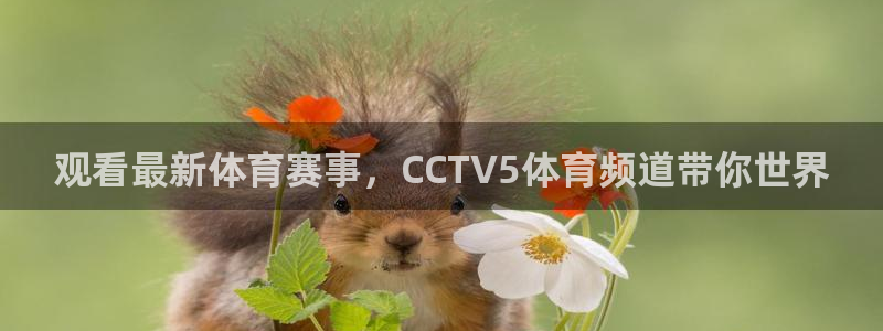 观看最新体育赛事，CCTV5体育频道带你世界