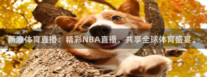 新浪体育直播：精彩NBA直播，共享全球体育盛宴。