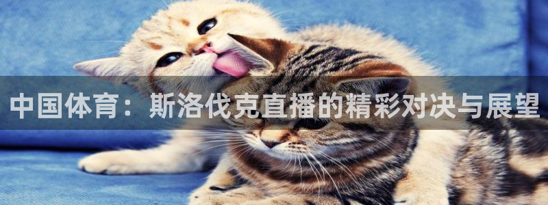 中国体育：斯洛伐克直播的精彩对决与展望